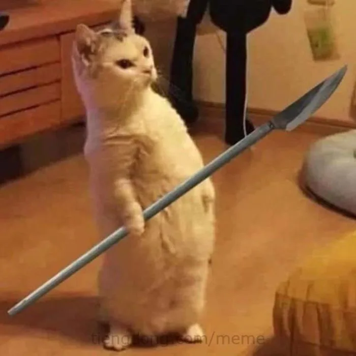 Lưu ngay 99 meme mèo bựa giúp bạn nói chuyện cực cuốn | Yody