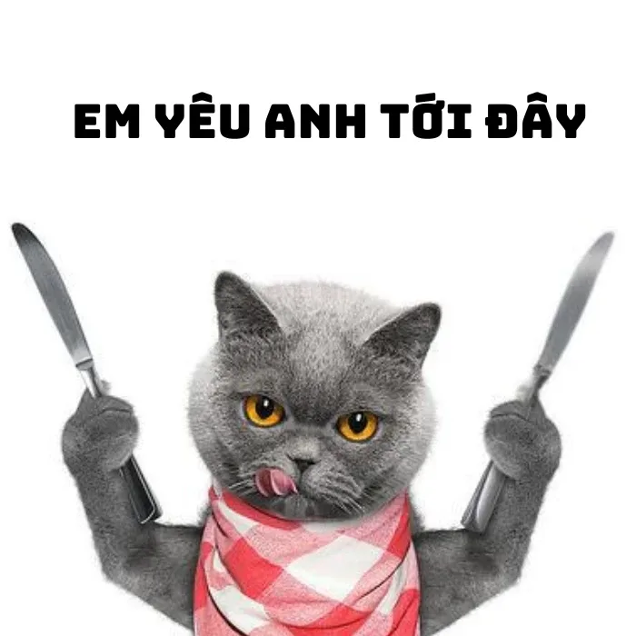 BST 110+ Meme Mèo Cầm Dao Bựa Nhất Khiến Bạn Cười Té Ghế