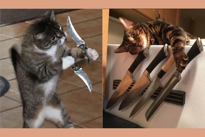 Cười bể bụng với bộ sưu tập hình ảnh meme mèo cầm dao lầy lội