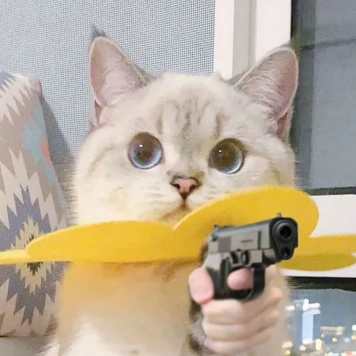 500+ meme mèo bựa, cute, khóc cười siêu vô tri hài hước cho các sen