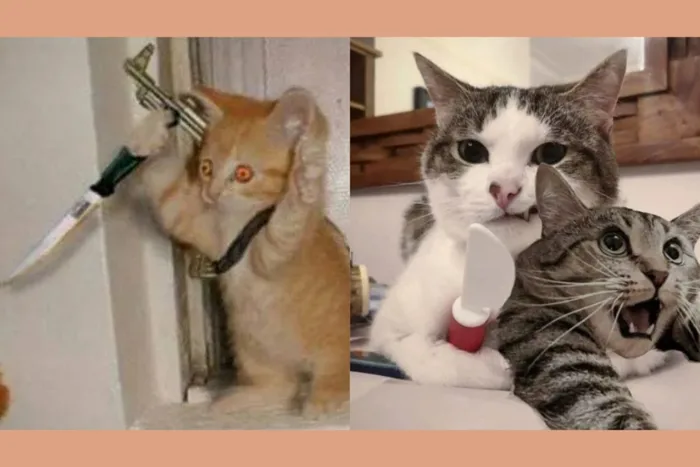 Cười bể bụng với bộ sưu tập hình ảnh meme mèo cầm dao lầy lội