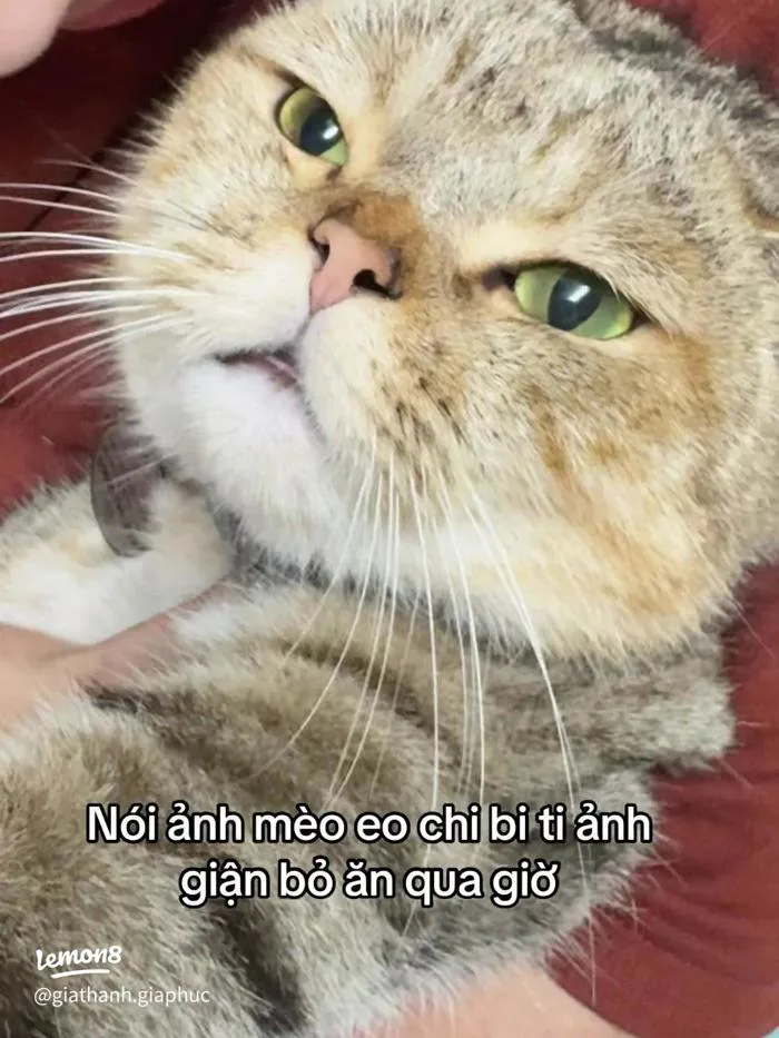 Meme mèo chị Phiến: bộ ảnh chế, avatar mèo cầm hoa, con dao đâu rồi siêu hài