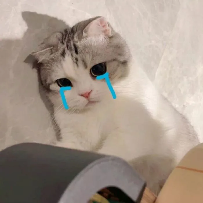 99+ meme mèo khóc thét dỗi slay cực cute