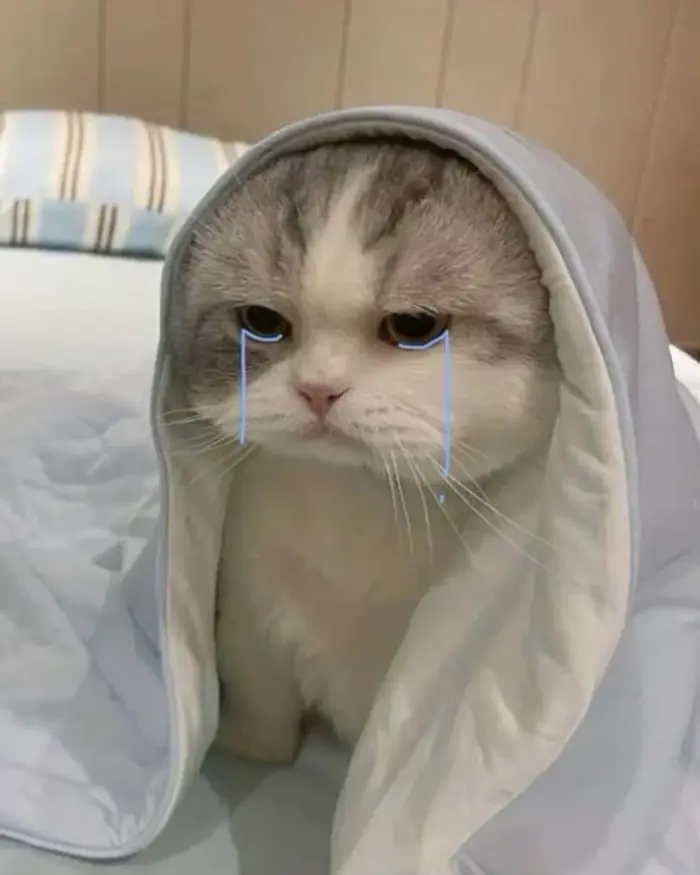 Tổng hợp meme mèo hài hước khiến bạn cười không ngớt