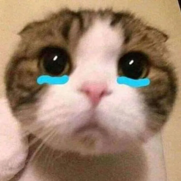 99+ meme mèo khóc thét dỗi slay cực cute