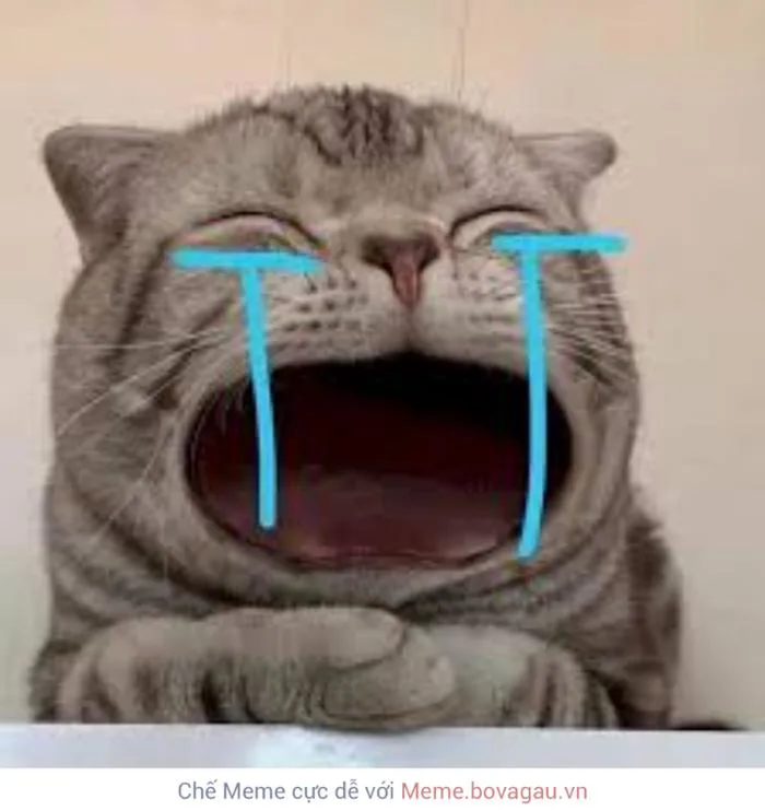 Meme Mèo Khóc Là Gì? Những Meme Mèo Khóc Hay Dành Cho Nhà Đầu Tư