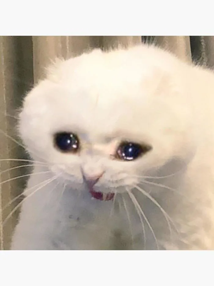 Loại mèo trong meme 
