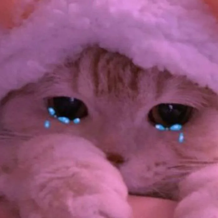 TOP 100+ Meme Mèo Khóc Hài Hước Cho Dân Văn Phòng