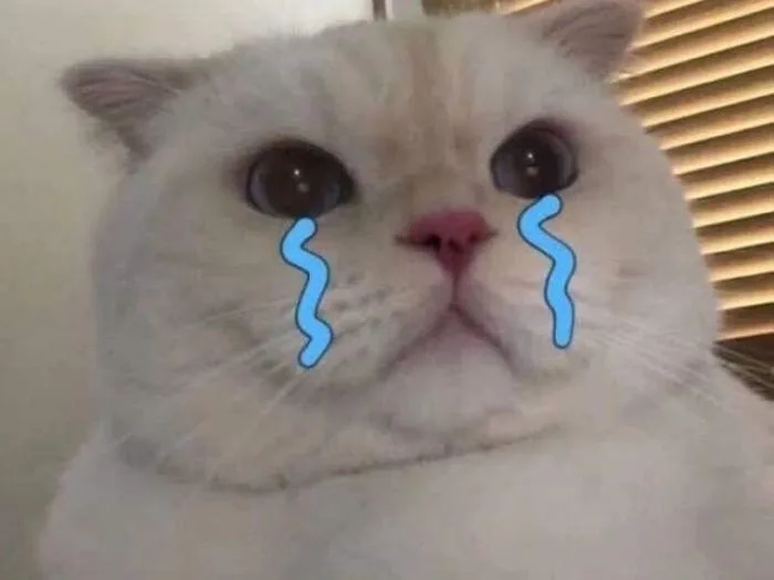 TOP 100+ Meme Mèo Khóc Hài Hước Cho Dân Văn Phòng