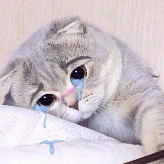 Các mẫu meme mèo khóc viral nhất cõi mạng và điều thú vị phía sau