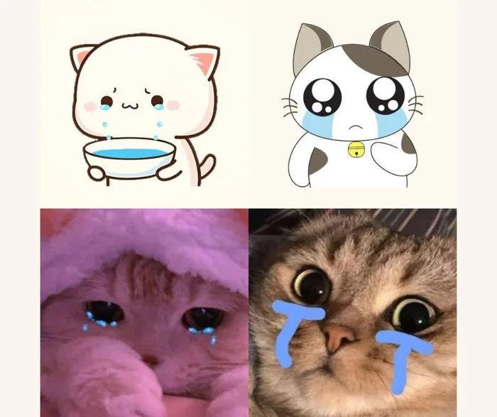 100+ meme mèo khóc cực kỳ hài hước, tấu hề