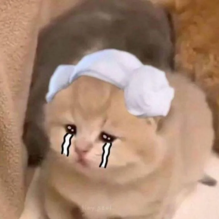 TOP 100+ Meme Mèo Khóc Hài Hước Cho Dân Văn Phòng