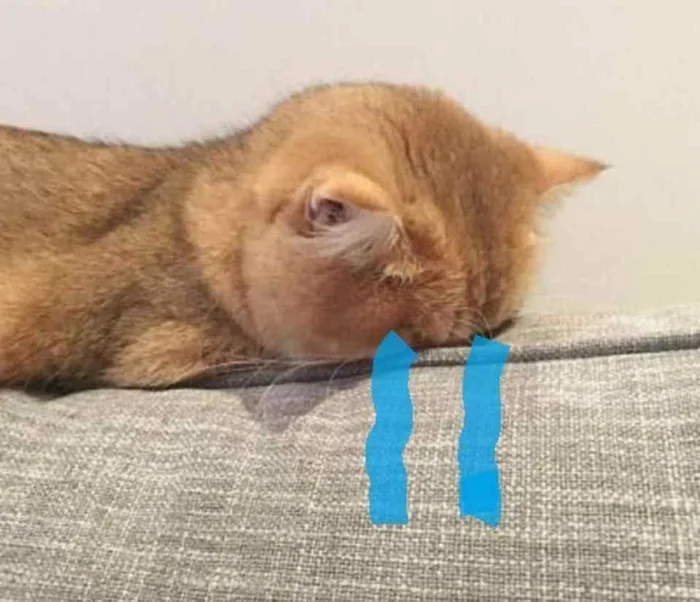 Các mẫu meme mèo khóc viral nhất cõi mạng và điều thú vị phía sau