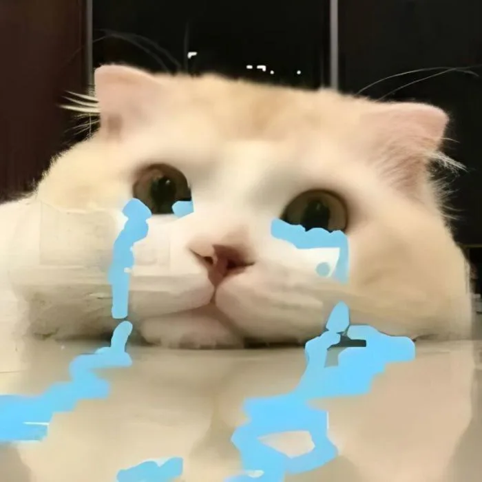 TOP 100+ Meme Mèo Khóc Hài Hước Cho Dân Văn Phòng