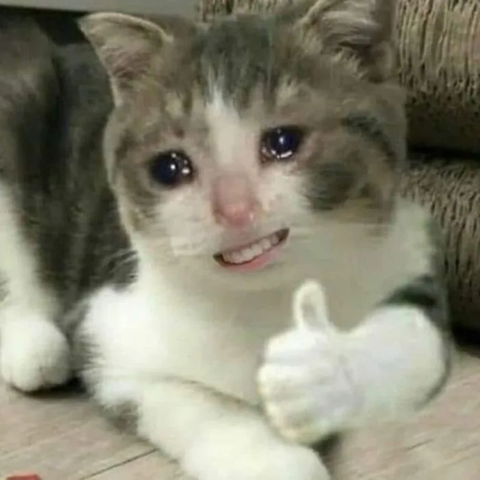 TOP 100+ Meme Mèo Khóc Hài Hước Cho Dân Văn Phòng