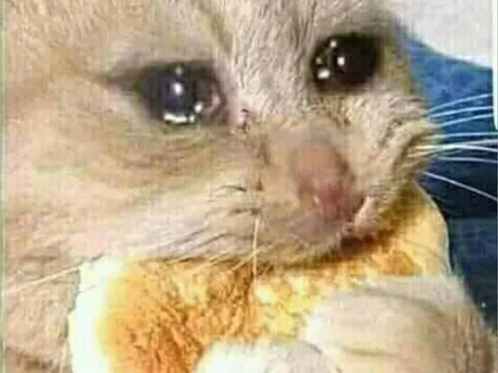 Top những bức ảnh meme mèo khóc hài hước, đáng yêu và độc đáo