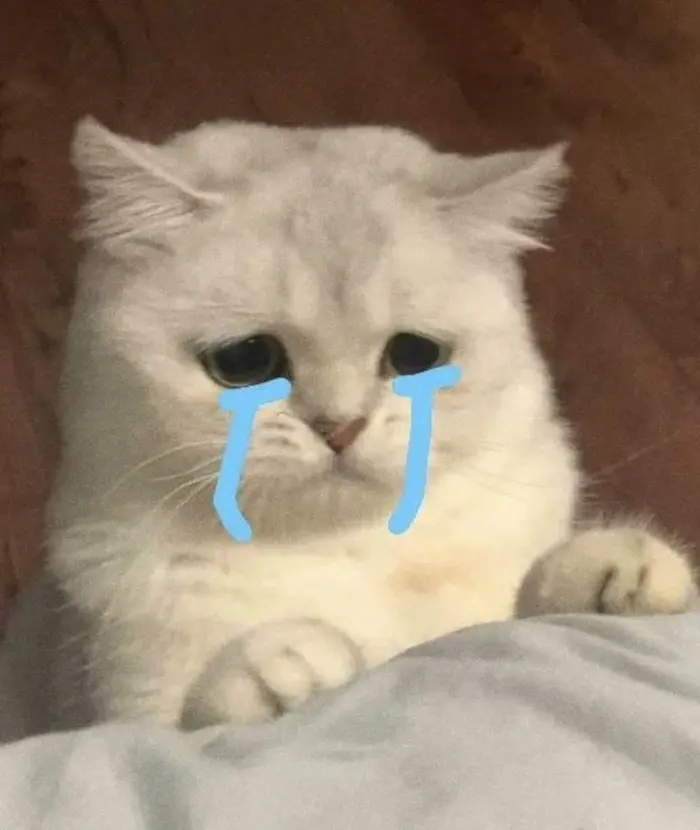 Tổng hợp meme mèo hài hước khiến bạn cười không ngớt