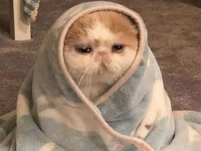 TOP 100+ Meme Mèo Khóc Hài Hước Cho Dân Văn Phòng
