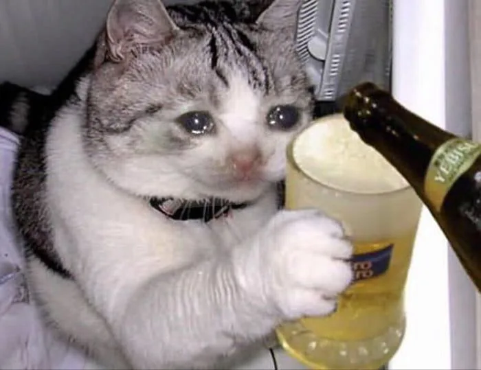 43 Mèo khóc :( ý tưởng | mèo hài hước, ảnh động vật hài hước, mèo tabby