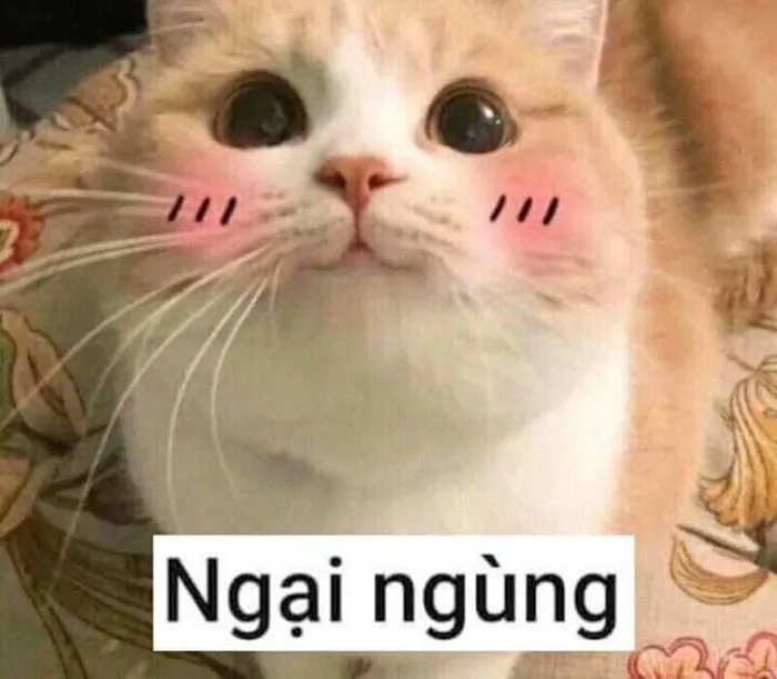 Tổng Hợp 1000+ Meme Ngại Đáng Yêu, Vui Nhộn Hay Dùng Trong Tin Nhắn