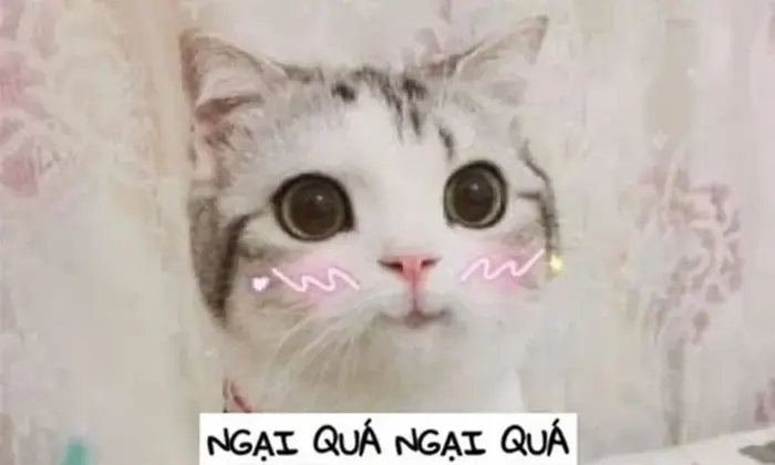 Cập nhật ảnh meme ngại hot nhất mạng xã hội hiện nay