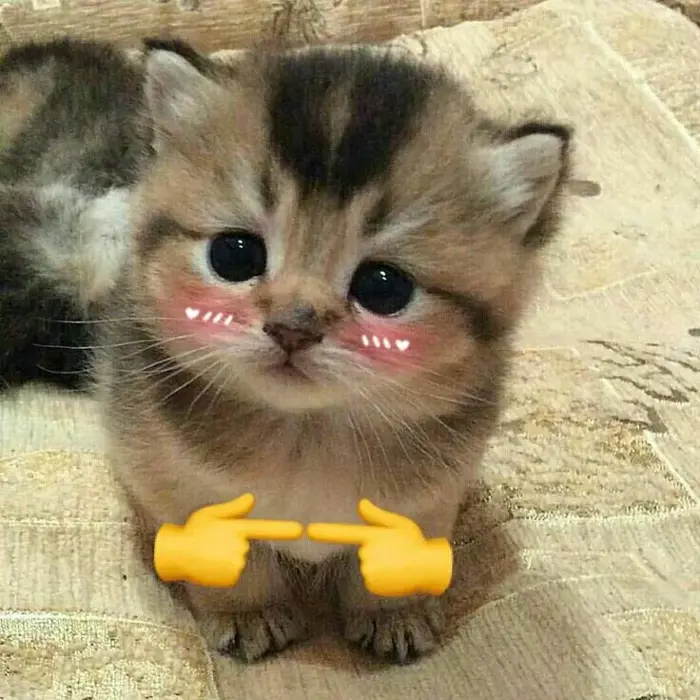 Trọn bộ Meme Mèo Ngại Ngùng e thẹn, đỏ mặt siêu cute cho mọi tình huống