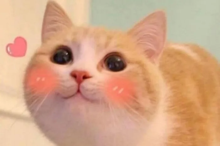 Giới thiệu bộ ảnh meme ngại ngùng đa dạng biểu cảm cực đáng yêu, mời bạn tải ngay