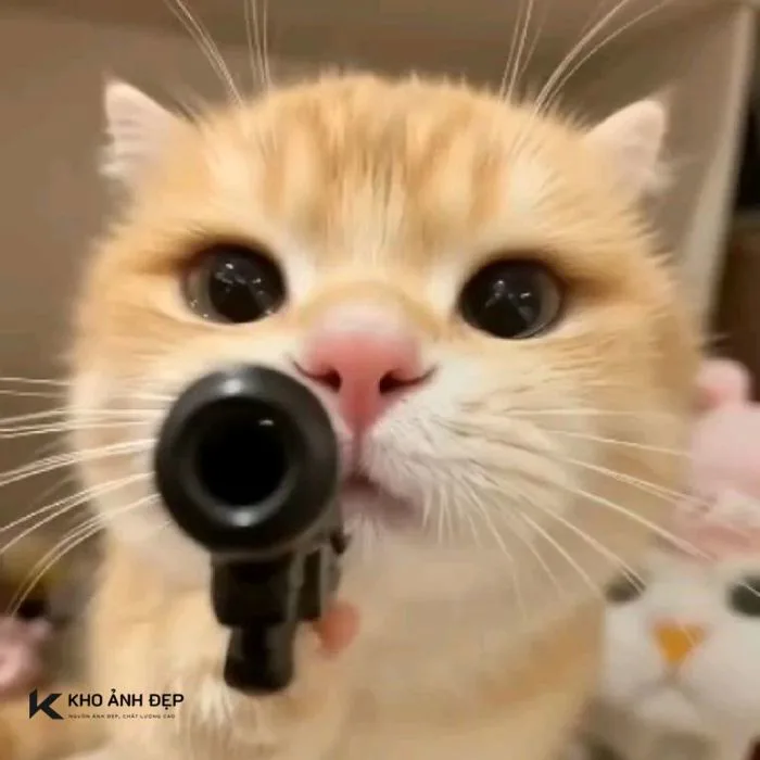 500+ meme mèo bựa, cute, khóc cười siêu vô tri hài hước cho các sen
