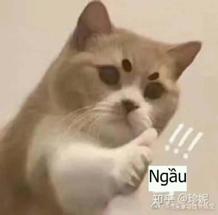 Ngầu – TVMeme