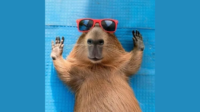 Tổng hợp meme Capybara vui nhộn đang gây sốt trên mạng xã hội