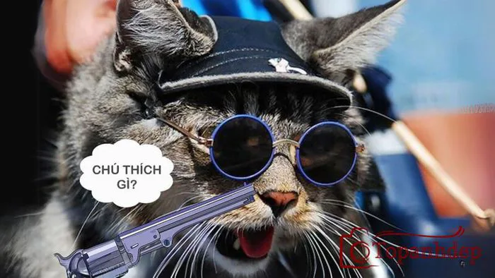 Ảnh Chế Meme – Bộ Sưu Tập Những Bức Hình Siêu Hài Hước – topanhdep.com