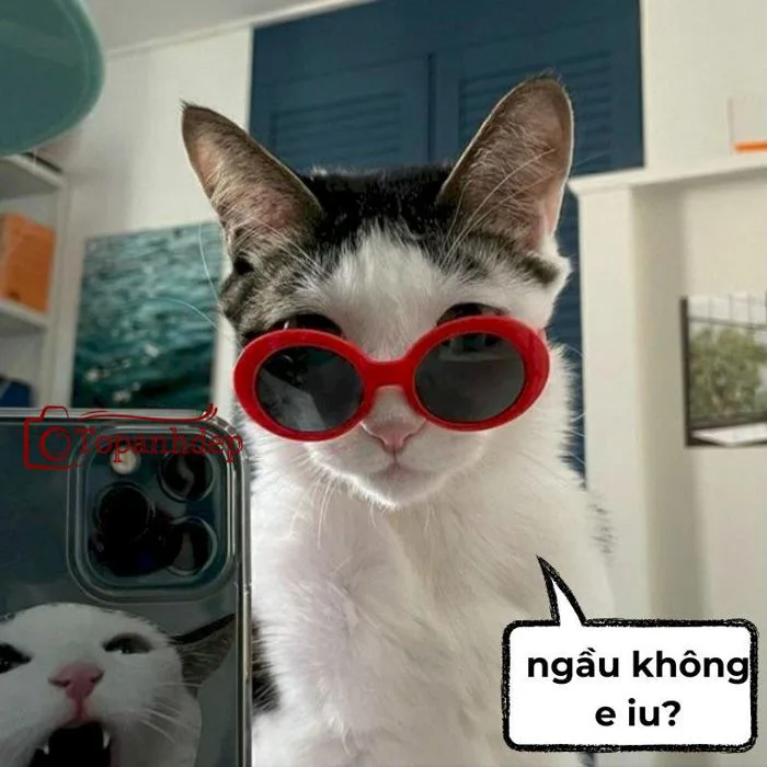 Meme Mèo Bựa – Những Bộ Ảnh Thú Vị Khiến Bạn Cười Nắc Nẻ – topanhdep.com