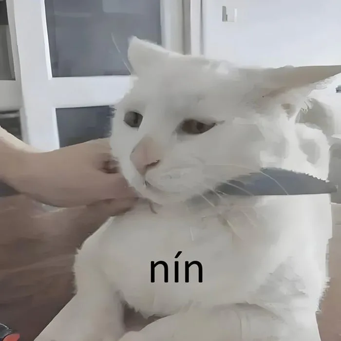 150+ Meme Mèo Ngầu bá đạo nhìn là mê lú không lối thoát