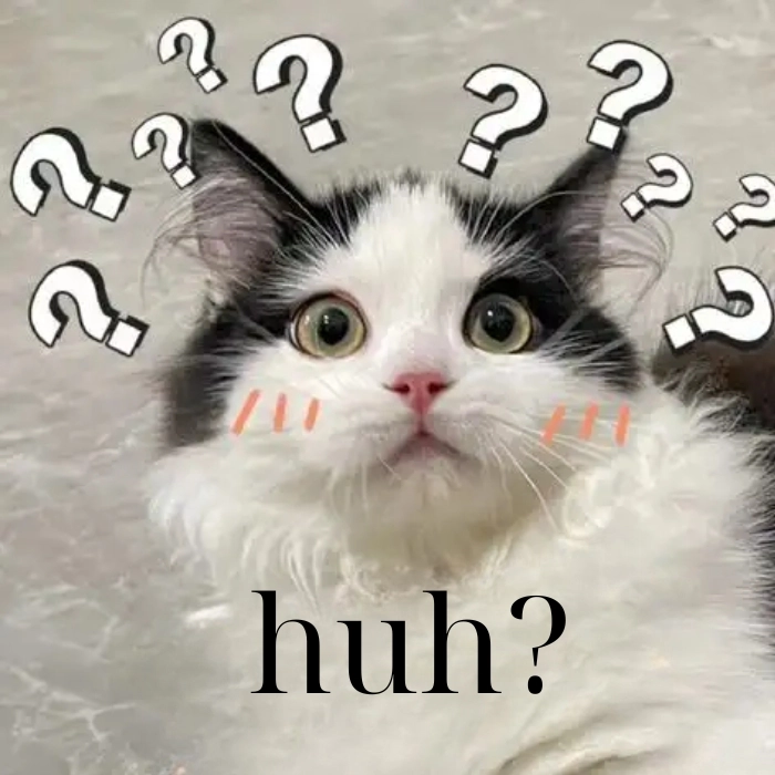 125+ ảnh meme mèo huh ngơ ngác, ngạc nhiên siêu hài hước