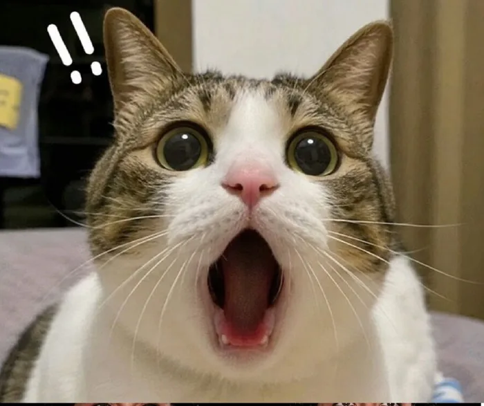 156+ Meme Há Mồm há miệng ngơ ngác cực hài viral