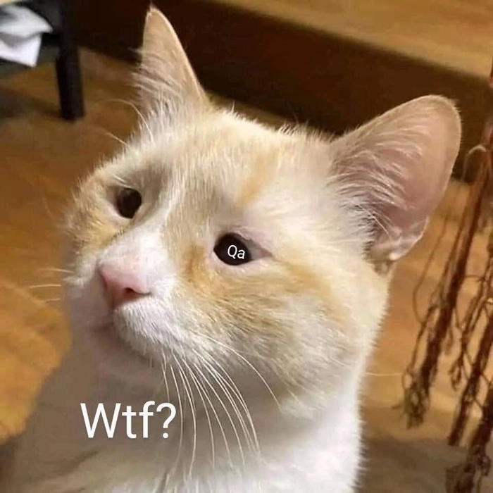 Xả stress tức thì với 77 meme mèo ngơ ngác đáng yêu vui nhộn