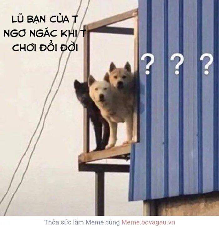 Ngơ ngác chưa