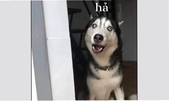 Tuyển Tập Hình Nền Meme Cute Hài Hước Nhất Năm 2026