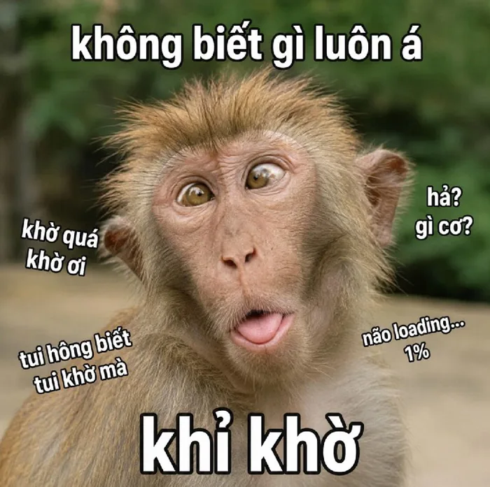 BST meme khỉ khờ não bé - Não teo hết cứu siêu lầy lội