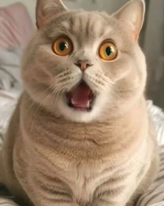 Tải ngay 30+ ảnh meme bất ngờ thú vị, hài hước siêu bẩn bựa