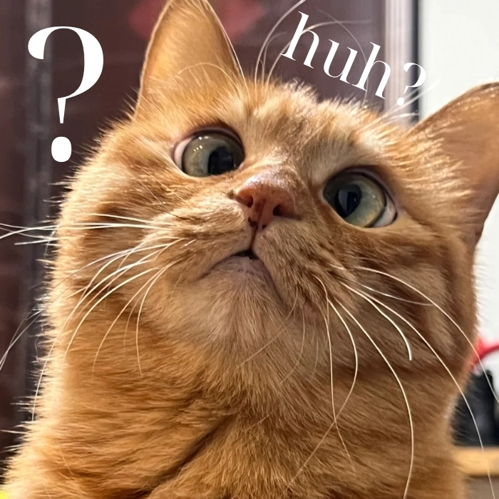 125+ ảnh meme mèo huh ngơ ngác, ngạc nhiên siêu hài hước
