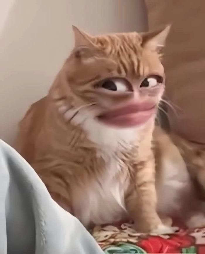 Xả stress tức thì với 77 meme mèo ngơ ngác đáng yêu vui nhộn