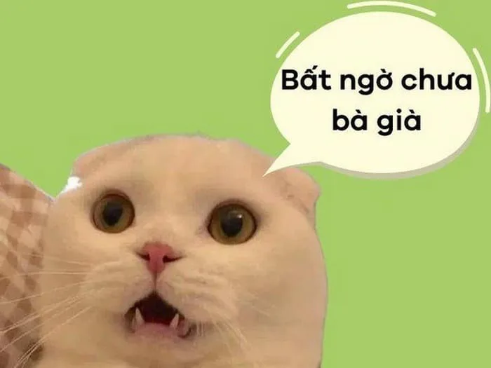 Meme Bất Ngờ Chưa Siêu Hài [90+ Ảnh Meme Bất Ngờ Lắm Phải Không]