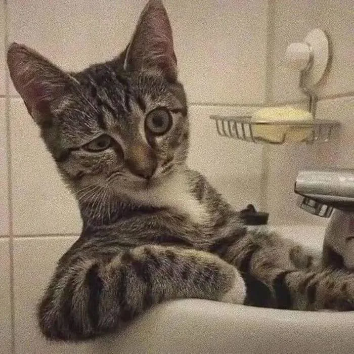 Mèo gác tay lên bàn nghi ngờ hỏi 