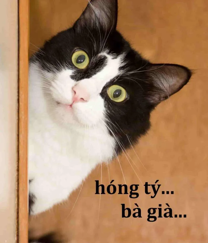 Hình meme, tải miễn phí ngay 102+ hình cực hài - Sago Print