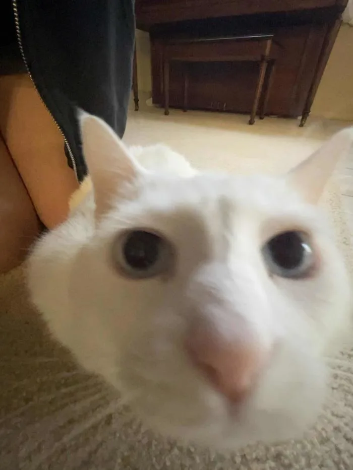 Con mèo ngốc nghếch của tôi : r/cats
