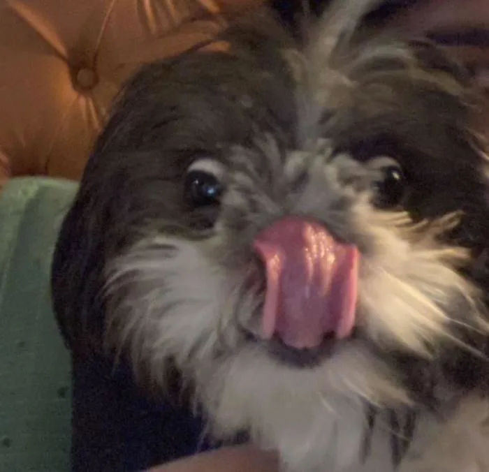 Con chó ngốc nghếch của bạn tôi : r/FunnyAnimals