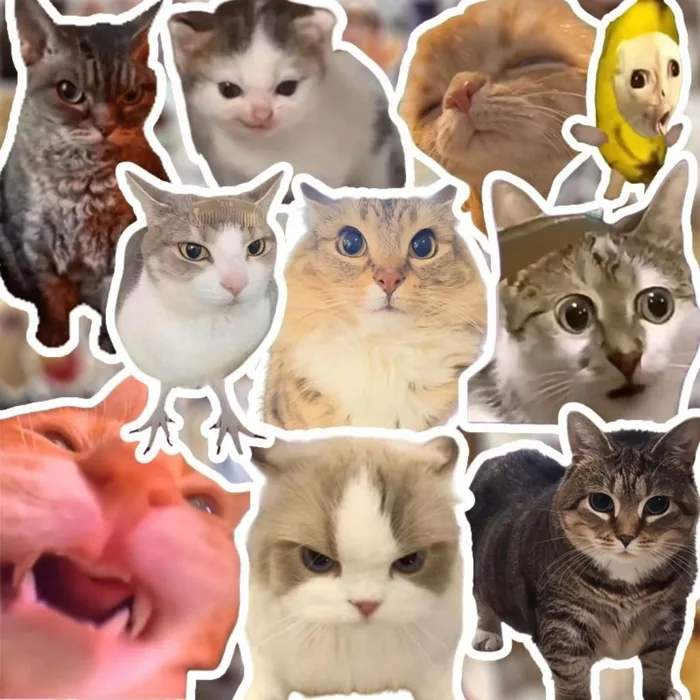 Set hơn 90 cái sticker meme Mèo ngốc nghếch