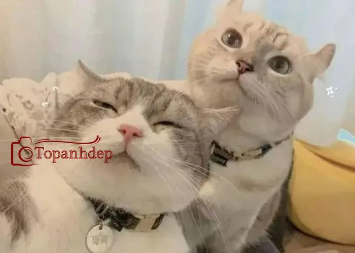 Ảnh Meme Vô Tri – Tổng Hợp Hình Ảnh Mèo Siêu Hài Hước – topanhdep.com