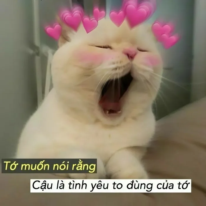 meme-nguoi-yeu-1